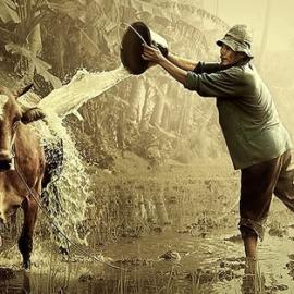 【摄影】一组关于牛的摄影作品