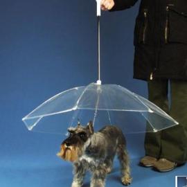 小狗也有专用雨伞