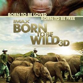 《天生狂野.Born to Be Wild》高清电影海报