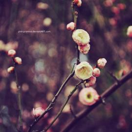 来自Pink-Promise的一组散发着安静气息的照片