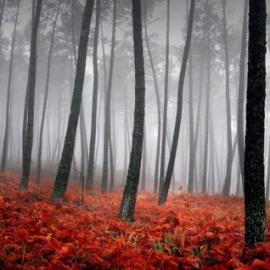 悠悠恐怖的森林, 摄影师一定要雾蒙蒙的去拍摄吗