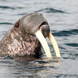 『俄罗斯』海象遭残忍渔民疯狂屠杀过程