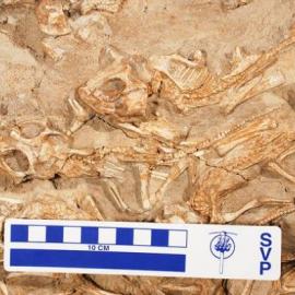 蒙古发现7500万年前巨大恐龙巢含15只幼仔(图)(2)