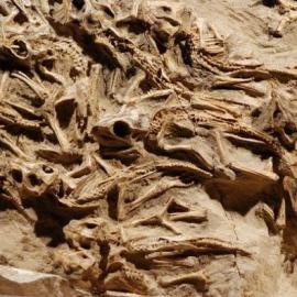 蒙古发现7500万年前巨大恐龙巢含15只幼仔(图)