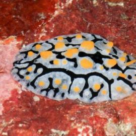 国家地理2011十大奇异动物：吸血飞行蛙