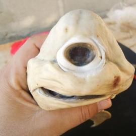 国家地理2011十大奇异动物：独眼鲨上榜(图)