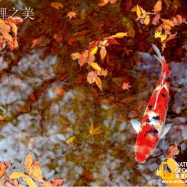 锦鲤之美：观赏鱼之王游姿摇曳雍容(组图)(2)