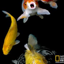 锦鲤之美：观赏鱼之王游姿摇曳雍容(组图)