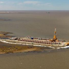 北极油田动物命运冰火两重天:白额雁对抗北极狐(2)