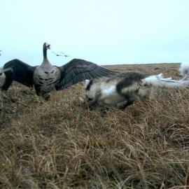 北极油田动物命运冰火两重天:白额雁对抗北极狐