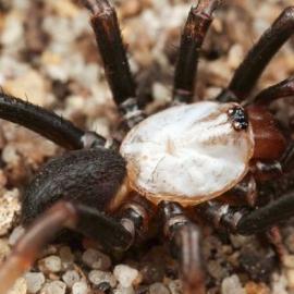 澳大利亚发现罕见新种白化活板门蛛(图)