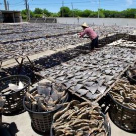 揭秘疯狂鱼翅贸易：每年7300万头鲨鱼遭捕杀(2)