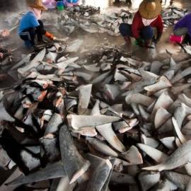 揭秘疯狂鱼翅贸易：每年7300万头鲨鱼遭捕杀