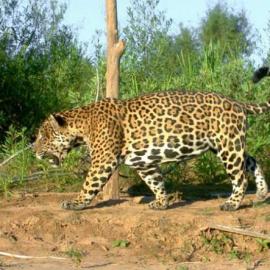 玻利维亚相机陷阱拍到19头美洲豹(图)