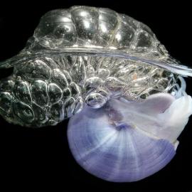 奇特蜗牛利用粘液自制气泡筏海中冲浪(图)(2)