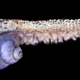 奇特蜗牛利用粘液自制气泡筏海中冲浪(图)