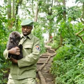 低地大猩猩幼仔遭偷猎：黑市卖到4万美元(图)
