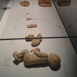 澳门威尼斯人“人体奥秘展” 展品赏析