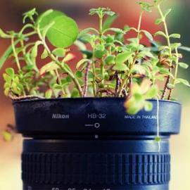 尼康镜头也可以当盆栽？
