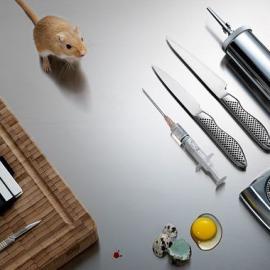 Klara G 静物照片摄影