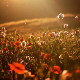 Martin Rak 摄影作品