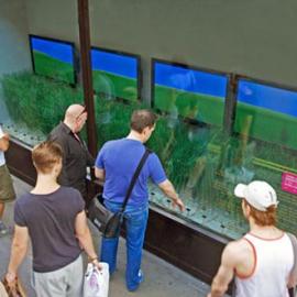 城市里的互动草原