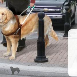 Vapen导盲牵引带