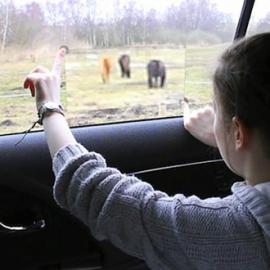 Toyota的视窗世界