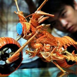 龙虾壳打造成的摩托车