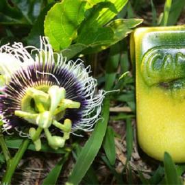 让水果自己长成果汁盒