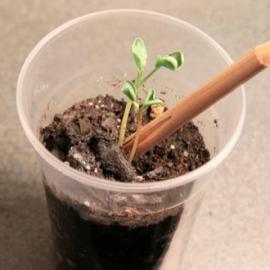 能长出植物的铅笔