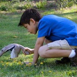 收集昆虫的食蚁兽玩具