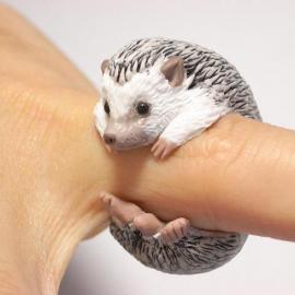 手指上的小刺猬