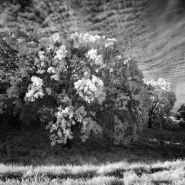 黑白色的震撼世界