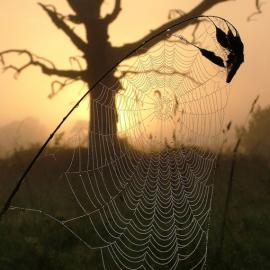 一棵死树美丽的故事