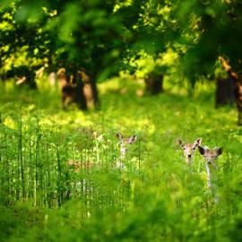 摄影镜头下迷人的小鹿