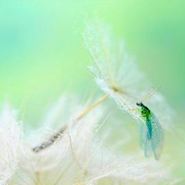 唯美的昆虫世界