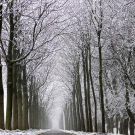 凄美的林间小路 III