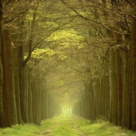 凄美的林间小路 II