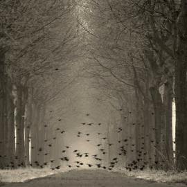 凄美的林间小路