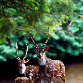 Sam Lim 摄影作品