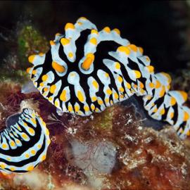 美丽的海底世界