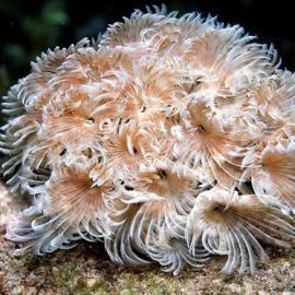 多姿多彩的海底世界