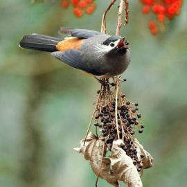 令人惊讶的鸟类摄影