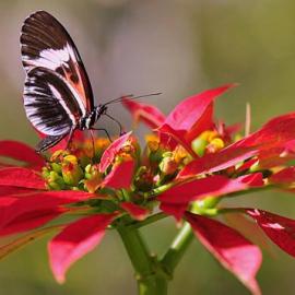美丽的蝴蝶世界