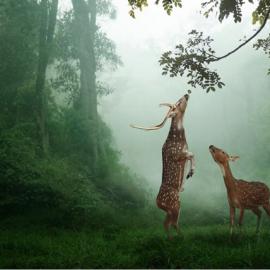 野外清晨的早餐