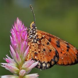 昆虫的微生物世界