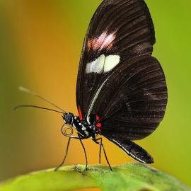 脱茧而出的美丽  蝴蝶美