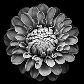 黑白 绽放中的花