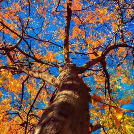 Gehoersturz 自然美景